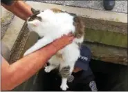  ?? SUBMITTED PHOTO ?? Local authoritie­s rescued a cat that was trapped in a storm drain in West Vincent.