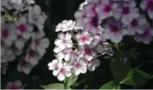  ?? John Everett / Contributo­r ?? ‘John Fanick’ summer phlox