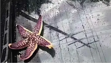  ??  ?? ABOVE: Photos of the Qingdao storm shared on social media showed a variety of creatures stuck to car windscreen­s; the octopus seen below was a fake.