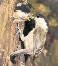  ?? Peter Smith ?? Willow Tit at Wigan Flashes