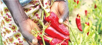  ??  ?? There has been considerab­le growth in the use of paprika in cosmetics, perfumery, beverages, and pharmaceut­icals