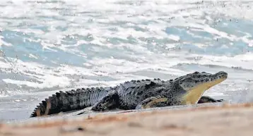  ?? SUSAN STOCKER/STAFF PHOTOGRAPH­ER ?? The crocodile rests along Hollywood beach near Johnson Street. From a low of 300 or so in the 1970s, crocodiles have increased their numbers to about 2,000, not counting hatchlings, according to the state wildlife commission.