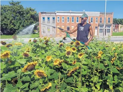  ?? KENNETH K. LAM/BALTIMORE SUN ?? Walker Marsh, 28, waters sunflowers in Tha Flower Factory, an urban farm at the corner of Gay and Washington streets that he created with the help of a $63,800 grant. “I’m hoping this shows there’s a lot that can be done with the resources we have,” he...