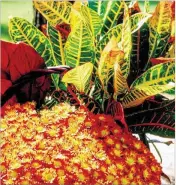  ??  ?? Crotons are the perfect choice for fall decoration with Belgian mums, as shown above.