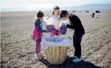  ??  ?? The young Patsiouras children fill a basket with saffron flowers at the family’s field in the town of Krokos in Kozani, northern Greece.