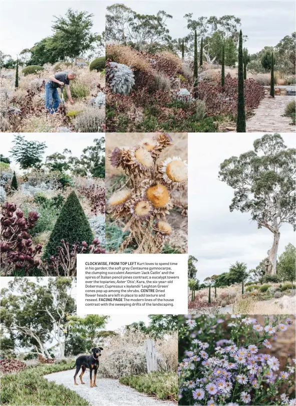  ??  ?? CLOCKWISE, FROM TOP LEFT Kurt loves to spend time in his garden; the soft grey Centaurea gymnocarpa, the clumping succulent Aeonium ‘Jack Catlin’ and the spires of Italian pencil pines contrast; a eucalypt towers over the topiaries; Aster ‘Otis’; Kara, the six-year-old Doberman; Cupressus x leylandii ‘Leighton Green’ cones pop up among the shrubs. CENTRE Dried flower heads are left in place to add texture and reseed.