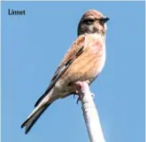  ??  ?? Linnet