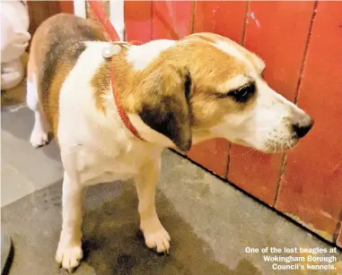  ?? ?? One of the lost beagles at Wokingham Borough
Council’s kennels.