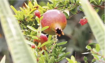  ??  ?? So ist der Granatapfe­l erntereif: Mit roten Bäckchen.