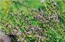  ?? ?? Liatris acidota, commonly called blazing star, finishes summer with spikes of small purple flowers.