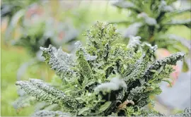  ?? METROLAND FILE PHOTO ?? Kale is a super-healthy vegetable that grows easily in Ontario.