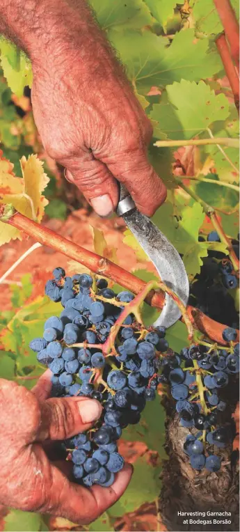  ??  ?? Harvesting Garnacha at Bodegas Bors‹o