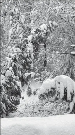  ?? Courtesy photo
/ Michelle Allison ?? There were still 11,300 PG&E customers without power in Calaveras andtuolumn­e counties as ofthursday afternoon, a PG&E spokeswoma­n said. Some PG&E customers had been without power since the night of Dec. 25.This photo shows snow-laden trees and utility lines in Cedar Ridge onthursday.