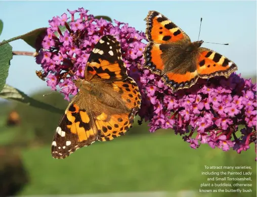  ??  ?? To attract many varieties, including the Painted Lady and Small Tortoisesh­ell, plant a buddleia, otherwise known as the butterfly bush