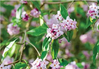  ??  ?? Exotic: This Asian Daphne bholua has fragrant flowers that will last until late spring