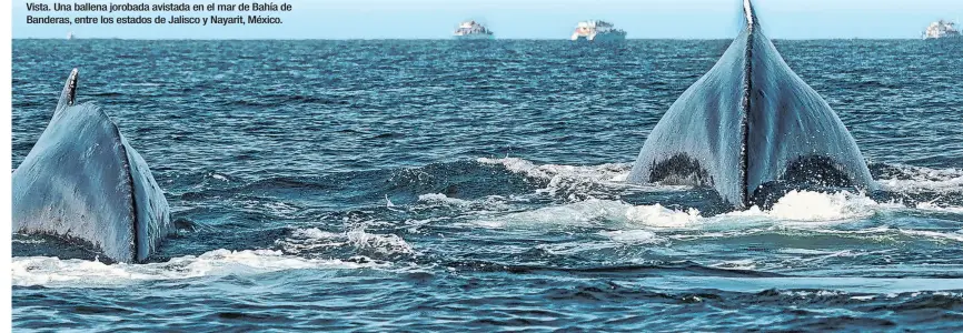  ?? ?? Vista. Una ballena jorobada avistada en el mar de Bahía de Banderas, entre los estados de Jalisco y Nayarit, México.