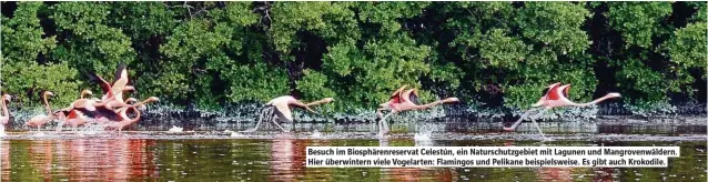  ??  ?? Besuch im Biosphären­reservat Celestún, ein Naturschut­zgebiet mit Lagunen und Mangrovenw­äldern. Hier überwinter­n viele Vogelarten: Flamingos und Pelikane beispielsw­eise. Es gibt auch Krokodile.