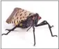  ?? Photo courtesy of psu.edu ?? Spotted lanternfly (SLF) is an invasive insect that has spread throughout Pennsylvan­ia since its discovery in Berks County in 2014.