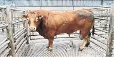  ?? Photo: Roger Jones ?? The average weight of older bulls slaughtere­d in 2023 was up 8kg to 445kg – and the reason is unlikely to be positive.
