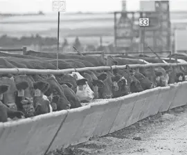  ?? 2022 FILE PHOTO/KANSAS NEWS SERVICE ?? Federal and state agricultur­e authoritie­s said bird flu has spread to cattle in Kansas.