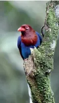  ??  ?? The Ceylon Blue Magpie