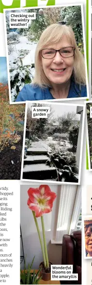  ??  ?? Checking out the wintry weather!
A snowy garden
Wonderful blooms on the amaryllis
It’s a joy to see snowdrops bloom