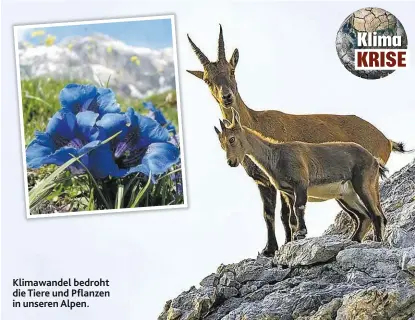  ??  ?? Klimawande­l bedroht die Tiere und Pflanzen in unseren Alpen.