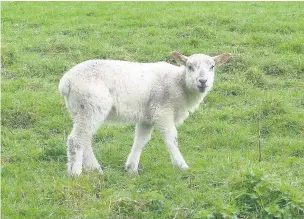  ??  ?? Rossendale Ramblers saw spring scenes on their recent walk. This lamb is a few days old and, right, a grey heron