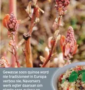  ?? FOTO’S: AMELIA GENIS; 1000DAYSOF­REALFOOD.COM ?? Gewasse soos quinoa word nie tradisione­el in Europa verbou nie. Navorsers werk egter daaraan om plante soos quinoa en amarant vir die Europese klimaat aan te pas.