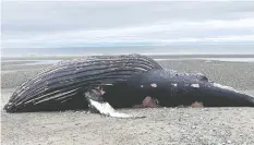  ??  ?? A dead humpback whale, identified by researcher­s as an 18-year-old female, was discovered on Saturday.