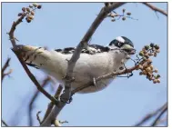  ?? (Doug Tallamy/Nature’s Best Hope/via The Washington Post) ?? A downy woodpecker feeds on poison ivy berries. Doug Tallamy says the fruit of native plants, even poison ivy, have a higher nutritiona­l value than non-native plants that allows birds to make it through the winter.