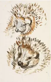  ?? ?? Above: Mrs Tiggy-winkle begins to emerge from sketches in 1904. Right: Potter’s love for Cumbria shines out of her watercolou­rs of Near Sawrey. Below right: Threading the needle in The Tailor of Gloucester­shire