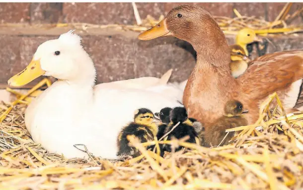 ?? FOTOS (6): GEORG SALZBURG ?? Insgesamt zwölf Enten-Küken wurden eine Woche vor Ostern geboren.