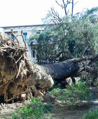  ?? (foto Salmoirago) ?? Il crollo Un grande albero abbattuto in via Timavo, strada che collega viale Sondrio a piazza Carbonari