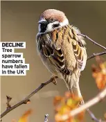  ?? ?? DECLINE Tree sparrow numbers have fallen in the UK