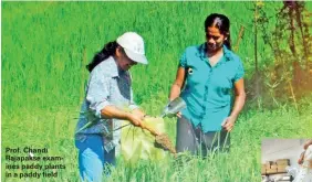  ??  ?? Prof. Chandi Rajapakse examines paddy plants in a paddy field