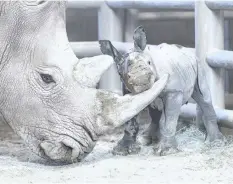  ??  ?? AMANI and her healthy calf bond at the Nikita Kahn Rhino Rescue Centre. | DARLA DAVIS