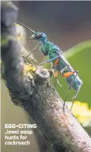  ??  ?? EGG-CITING Jewel wasp hunts for cockroach