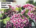  ??  ?? PERFUME: Sweet William