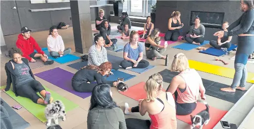  ?? KELLEY FRASER, ONE KING WEST ?? A Sunday one-hour puppy yoga class — 40 minutes of yoga, 20 minutes for extra cuddles and photos at the end — at One King West’s Fifteen Hundred.