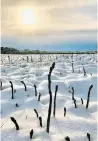  ?? MARC WALL ?? This is what greeted Norfolk County asparagus farmer Marc Wall on Wednesday. Wall said the exposed asparagus spears are lost, but those underneath the blanket of snow should survive the cold temperatur­es.