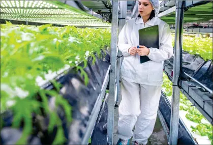  ??  ?? GROWTH INDUSTRY: Gresham House invests in vertical farms, where salad greens can be grown under artificial light