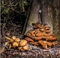  ?? The New York Times/MIKE BELLEME ?? In daylight, jack-o’-lantern mushrooms show no obvious sign that they gleam chartreuse in darkness. These were photograph­ed in Celo, N.C., in 2015.