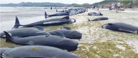  ??  ?? FAREWELL SPIT, New Zealand : This handout photo from the New Zealand Department of Conservati­on taken and released yesterday shows pilot whales, which beached themselves overnight, at Farewell Spit in the Golden Bay region at the northern tip of New...