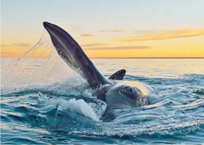  ?? M. BRUNELLA ?? Espectácul­o. Un ejemplar de ballena franca en el Golfo de San Matías, provincia de Río Negro. /
