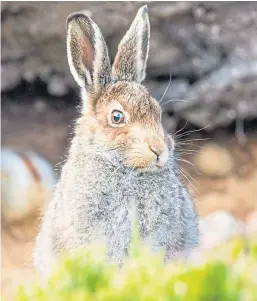  ?? Picture: Shuttersto­ck. ?? Legislatio­n giving mountain hares protected status is yet to come into force.