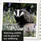  ??  ?? Watching wildlife can be good for our wellbeing.