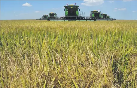  ?? ?? La cosecha de arroz sigue con buen ritmo en diferentes puntos del país. Se estima que la cosecha final estaría en torno a las 900.000 a 1.000.000 de toneladas aproximada­mente.