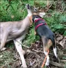  ?? Susan Edwards ?? Ruby the beagle finds a fallen deer taken this year.