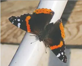  ?? ?? A red admiral butterfly